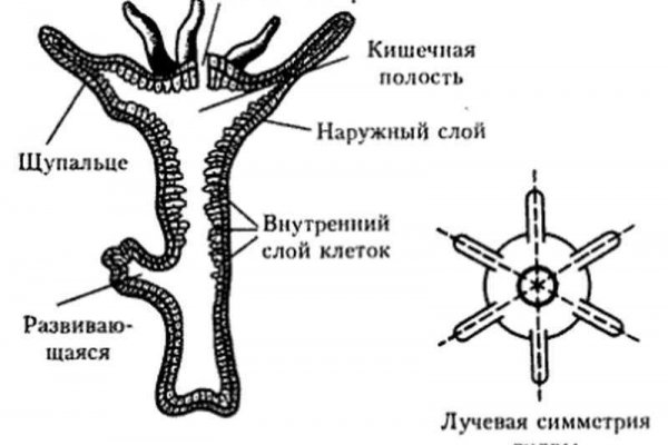 Кракен что за сайт